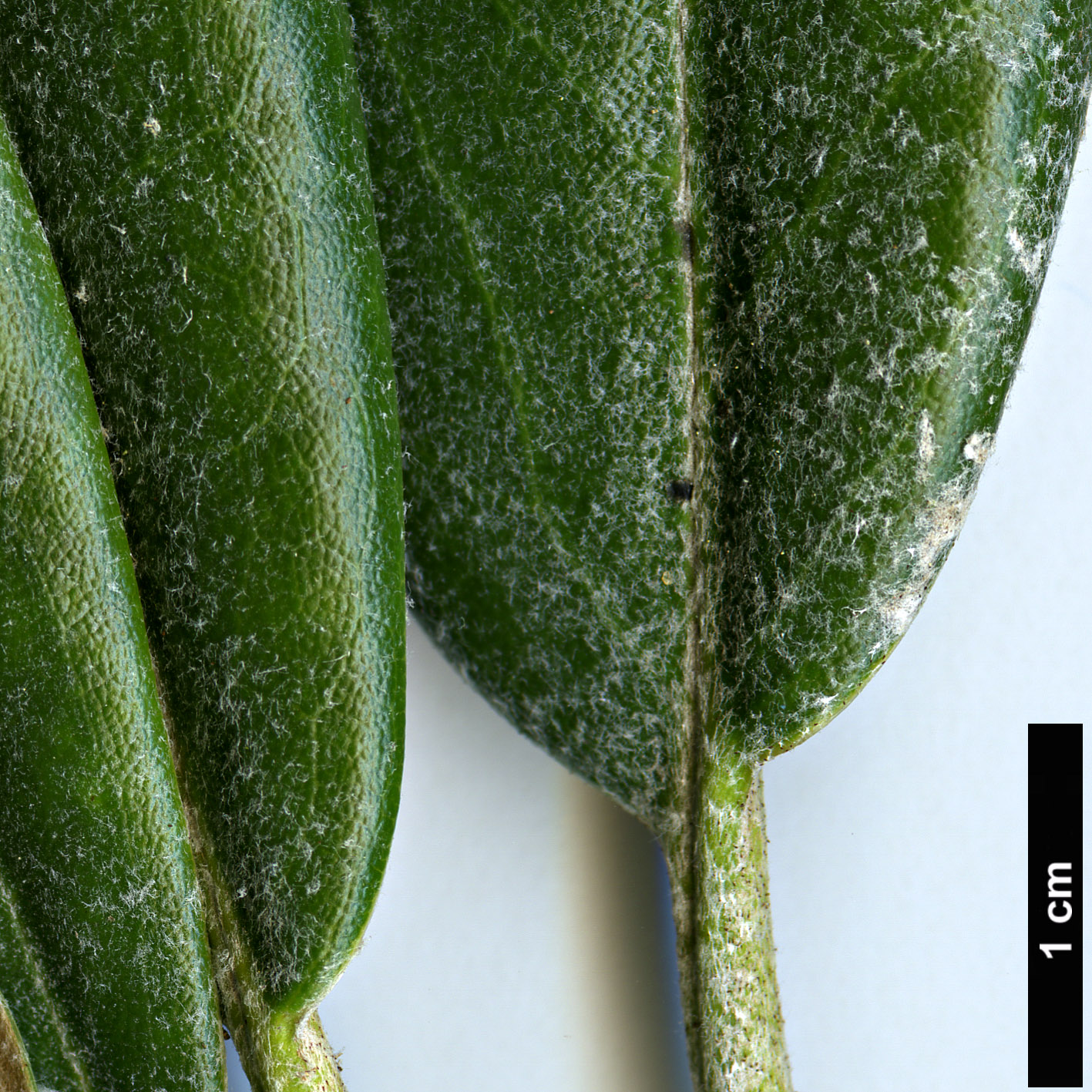 High resolution image: Family: Ericaceae - Genus: Rhododendron - Taxon: degronianum - SpeciesSub: subsp. heptamerum var. kyomaruense High resolution image: Family: Ericaceae - Genus: Rhododendron - Taxon: degronianum - SpeciesSub: subsp. heptamerum var. kyomaruense